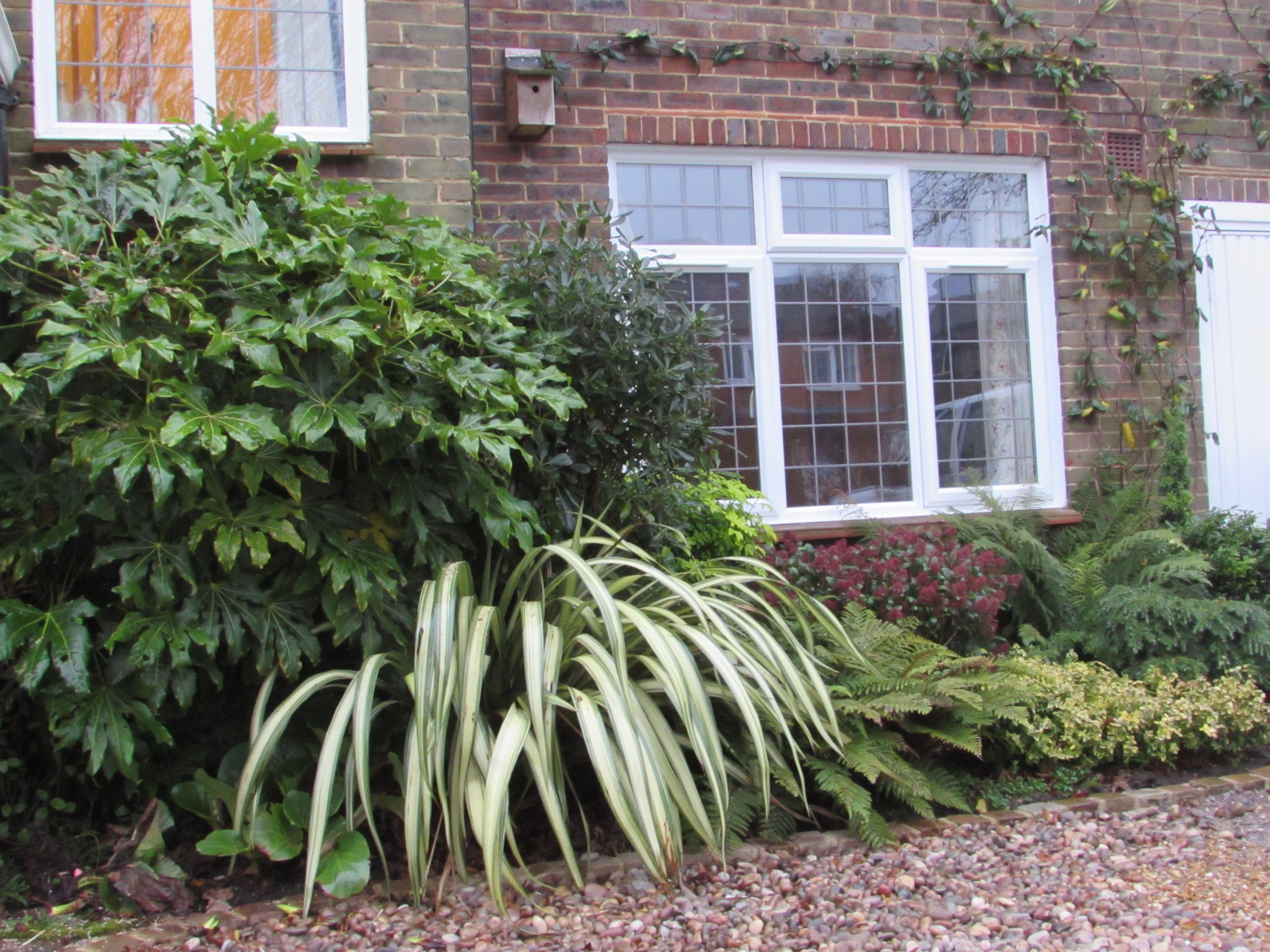 This shady border on the dark side of the house was lifted with great foliage plants giving shape and colour; looking good all year round.